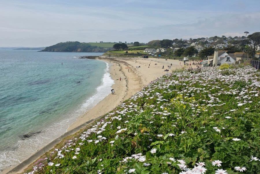 Gyllyngvase beach seen from the coast path above, with wildflowers in the foreground and the headland beyond